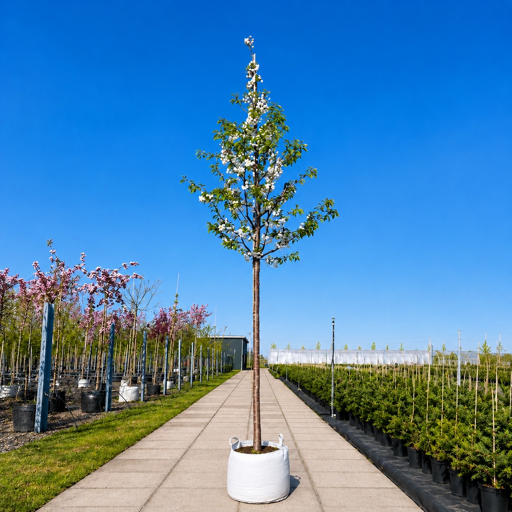 Вишня птичья махрокцветковая Плена (Prunus avium Plena) 20-25 см, 450 см, С79