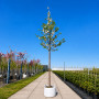Вишня птичья махрокцветковая Плена (Prunus avium Plena) 20-25 см, 450 см, С79