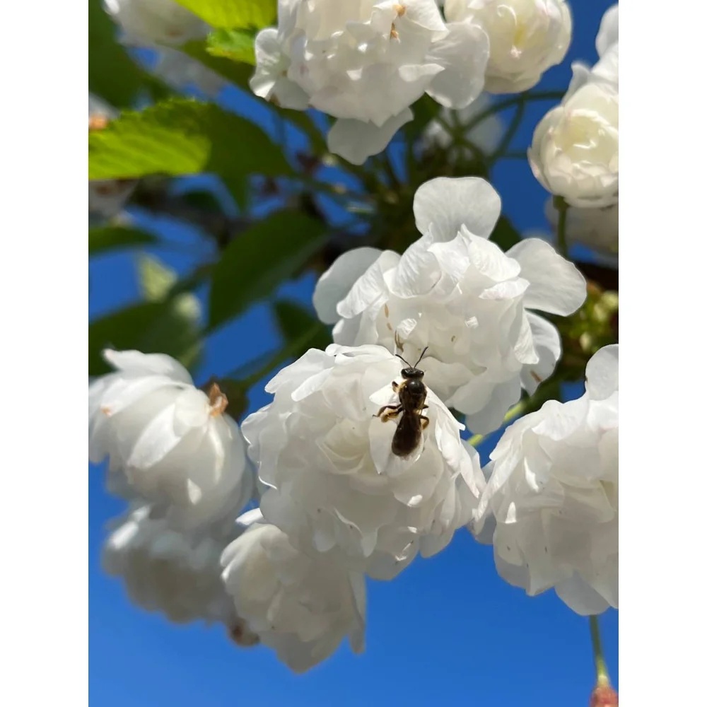 Вишня птичья махрокцветковая Плена (Prunus avium Plena) 20-25 см, 450 см, С79