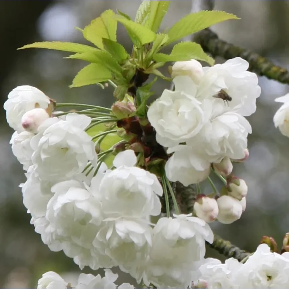 Вишня птичья махрокцветковая Плена (Prunus avium Plena) 20-25 см, 450 см, С79