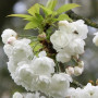 Вишня птичья махрокцветковая Плена (Prunus avium Plena) 20-25 см, 450 см, С79