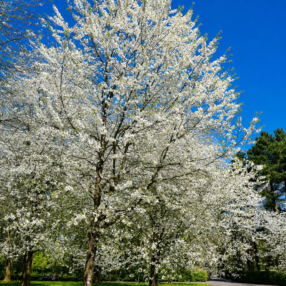 Вишня птичья махрокцветковая Плена (Prunus avium Plena) 20-25 см, 450 см, С79