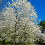 Вишня птичья махрокцветковая Плена (Prunus avium Plena) 20-25 см, 450 см, С79