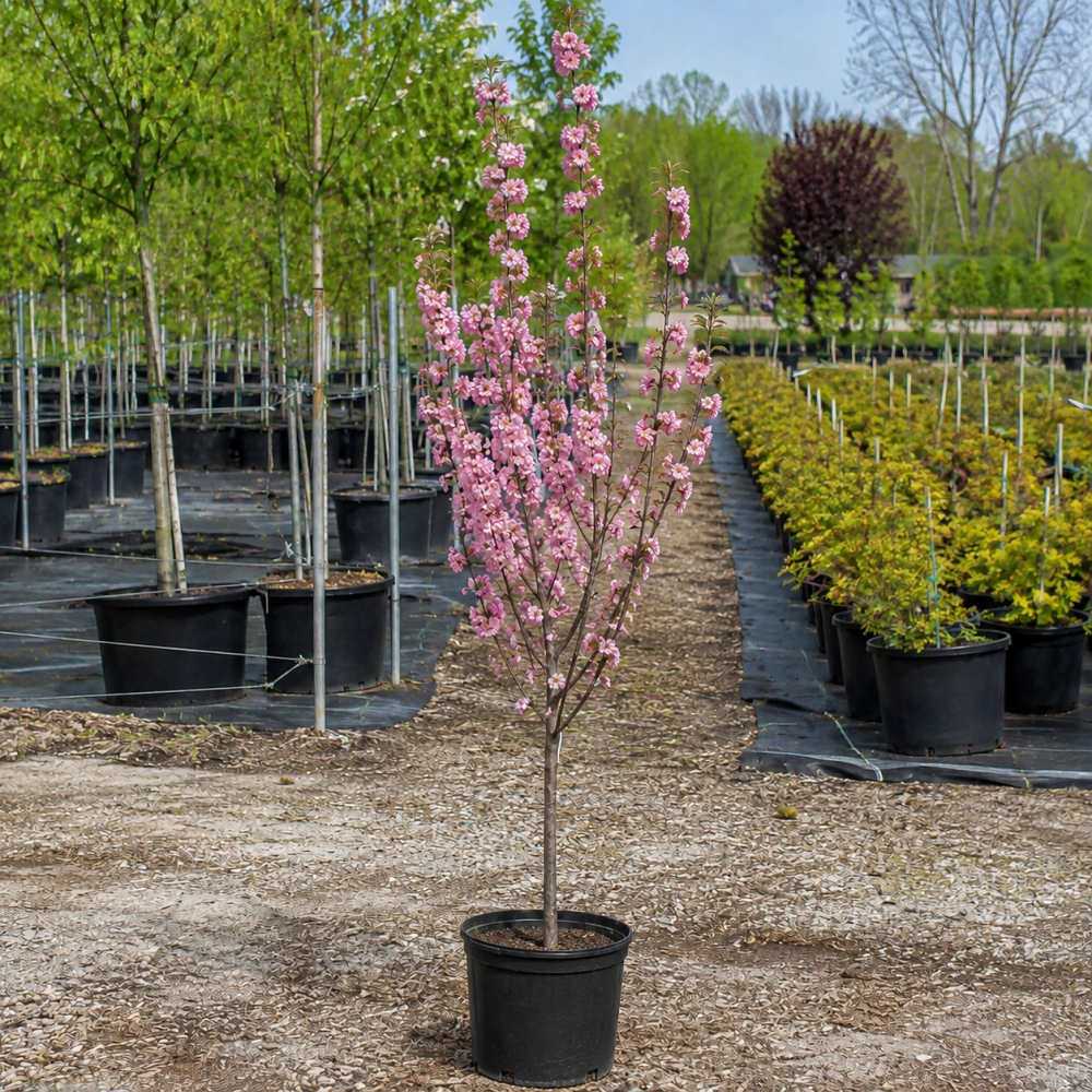 Вишня дрібнопільчата Роял бургунді Алейне дерево (Prunus serrulata  Royal Burgundy Аleynoe derevo) 10-12 см, Ра 220 см, С40