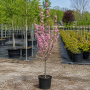 Вишня дрібнопільчата Роял бургунді Алейне дерево (Prunus serrulata  Royal Burgundy Аleynoe derevo) 10-12 см, Ра 220 см, С40