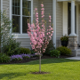 Вишня дрібнопільчата Роял бургунді Алейне дерево (Prunus serrulata  Royal Burgundy Аleynoe derevo) 10-12 см, Ра 220 см, С40