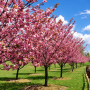 Вишня дрібнопільчата Роял бургунді Алейне дерево (Prunus serrulata  Royal Burgundy Аleynoe derevo) 10-12 см, Ра 220 см, С40