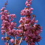 Вишня дрібнопільчата Роял бургунді Алейне дерево (Prunus serrulata  Royal Burgundy Аleynoe derevo) 10-12 см, Ра 220 см, С40