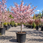 Вишня дрібнопильчата Акколейд (Prunus serrulata ‘Accolade’) 10-12 см, Ра 200 см, С38