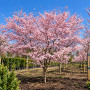 Вишня дрібнопильчата Акколейд (Prunus serrulata ‘Accolade’) 10-12 см, Ра 200 см, С38