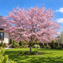 Вишня дрібнопильчата Акколейд (Prunus serrulata ‘Accolade’) 10-12 см, Ра 200 см, С38