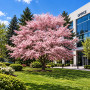 Вишня дрібнопильчата Акколейд (Prunus serrulata ‘Accolade’) 10-12 см, Ра 200 см, С38