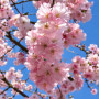 Вишня дрібнопильчата Акколейд (Prunus serrulata ‘Accolade’) 10-12 см, Ра 200 см, С38