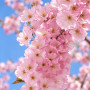 Вишня дрібнопильчата Акколейд (Prunus serrulata ‘Accolade’) 10-12 см, Ра 200 см, С38