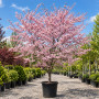 Вишня дрібнопильчата Акколейд (Prunus serrulata ‘Accolade’) 12-14 см, Ра 200 см, С38