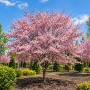 Вишня дрібнопильчата Акколейд (Prunus serrulata ‘Accolade’) 12-14 см, Ра 200 см, С38