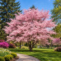 Вишня дрібнопильчата Акколейд (Prunus serrulata ‘Accolade’) 12-14 см, Ра 200 см, С38