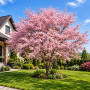 Вишня дрібнопильчата Акколейд (Prunus serrulata ‘Accolade’) 12-14 см, Ра 200 см, С38
