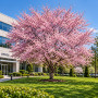 Вишня дрібнопильчата Акколейд (Prunus serrulata ‘Accolade’) 12-14 см, Ра 200 см, С38