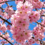 Вишня дрібнопильчата Акколейд (Prunus serrulata ‘Accolade’) 12-14 см, Ра 200 см, С38