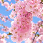 Вишня дрібнопильчата Акколейд (Prunus serrulata ‘Accolade’) 12-14 см, Ра 200 см, С38