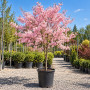 Вишня дрібнопильчата Акколейд (Prunus serrulata ‘Accolade’) 20-25 см, Ра 450 см, WRB