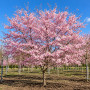 Вишня дрібнопильчата Акколейд (Prunus serrulata ‘Accolade’) 20-25 см, Ра 450 см, WRB