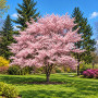 Вишня дрібнопильчата Акколейд (Prunus serrulata ‘Accolade’) 20-25 см, Ра 450 см, WRB