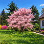 Вишня дрібнопильчата Акколейд (Prunus serrulata ‘Accolade’) 20-25 см, Ра 450 см, WRB