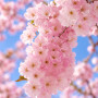 Вишня дрібнопильчата Акколейд (Prunus serrulata ‘Accolade’) 20-25 см, Ра 450 см, WRB