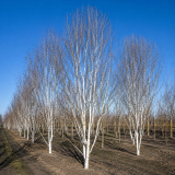 Береза корисна Дооренбоз (Betula utilis Doorenbos) 240 см, WRB