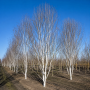 Береза корисна Дооренбоз (Betula utilis Doorenbos) 240 см, WRB