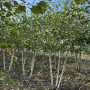 Береза корисна Дооренбоз (Betula utilis Doorenbos) 240 см, WRB