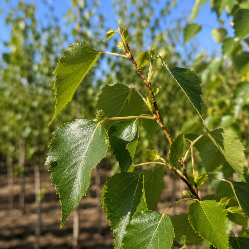 Береза корисна Дооренбоз (Betula utilis Doorenbos) 240 см, WRB