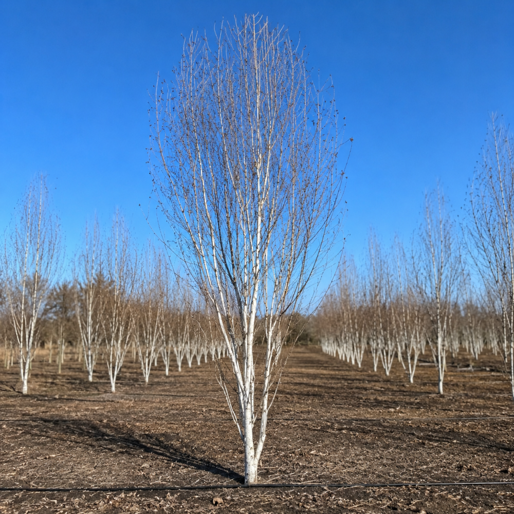 Береза корисна Дооренбоз (Betula utilis Doorenbos) 500 см, WRB