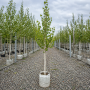 Береза корисна Жакмона (Betula utilis Jacquemontii) 10-12 см, 350 см, C45