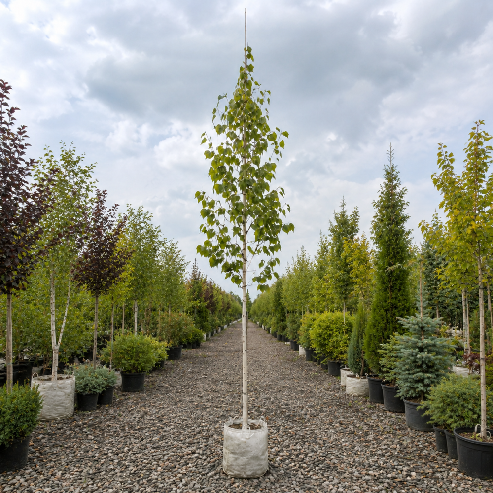 Береза корисна Жакмона (Betula utilis Jacquemontii) 10-12 см, 350 см, C45