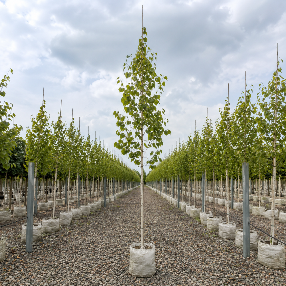 Береза корисна Жакмона (Betula utilis Jacquemontii) 10-12 см, 350 см, C45