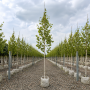 Береза корисна Жакмона (Betula utilis Jacquemontii) 10-12 см, 350 см, C45