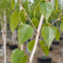 Береза корисна Жакмона (Betula utilis Jacquemontii) 10-12 см, 350 см, C45