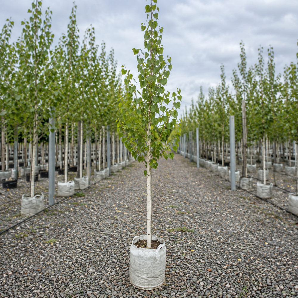 Береза корисна Жакмона (Betula utilis Jacquemontii) 12-14 см, 350 см, C45