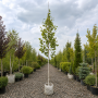 Береза корисна Жакмона (Betula utilis Jacquemontii) 12-14 см, 350 см, C45