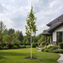 Береза корисна Жакмона (Betula utilis Jacquemontii) 12-14 см, 350 см, C45