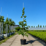 Береза паперова (Гілки від землі) (Betula papyrifera) 10-12 см, 350 см, С38