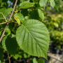 Береза паперова (Гілки від землі) (Betula papyrifera) 10-12 см, 350 см, С38
