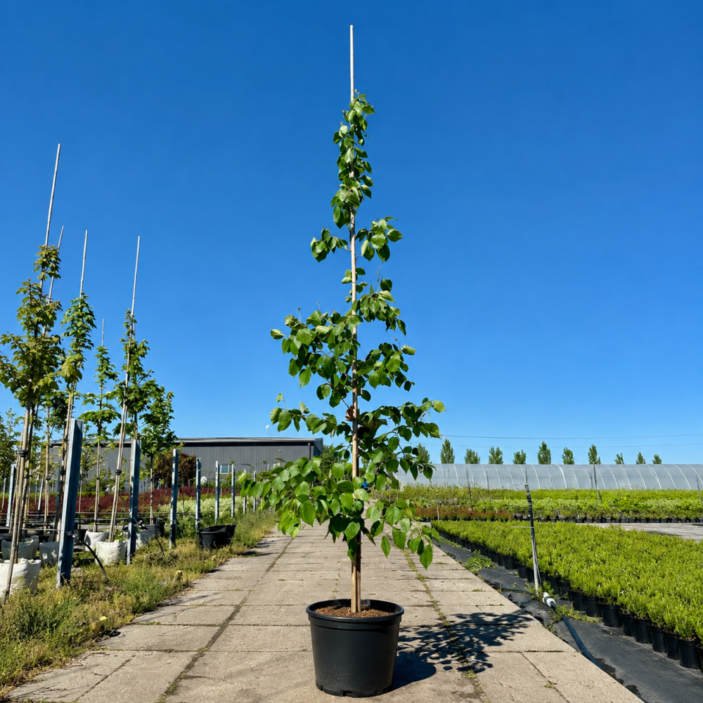 Береза паперова (Гілки від землі) (Betula papyrifera) 8-10 см, 350 см, С38