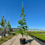 Береза паперова (Гілки від землі) (Betula papyrifera) 8-10 см, 350 см, С38
