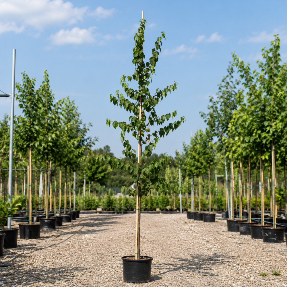 Береза паперова (Гілки від землі) (Betula papyrifera) 8-10 см, 350 см, С38