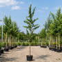 Береза паперова (Гілки від землі) (Betula papyrifera) 8-10 см, 350 см, С38