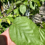 Береза паперова (Гілки від землі) (Betula papyrifera) 8-10 см, 350 см, С38